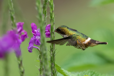 <i class='fa fa-user'></i> Paul van Giersbergen |   Zwartkuifkoketkolibrie  <i class='fa fa-eye'> 157</i>  <i class='fa fa-thumbs-up'> 5</i>   <i class='fa fa-comment-o'> 0</i>