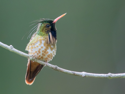 <i class='fa fa-user'></i> Paul van Giersbergen |   Zwartkuifkoketkolibrie  <i class='fa fa-eye'> 188</i>  <i class='fa fa-thumbs-up'> 14</i>   <i class='fa fa-comment-o'> 7</i>