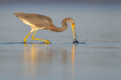 <i class='fa fa-user'></i> Hans Overduin | Witbuikreiger  <i class='fa fa-eye'> 302</i>  <i class='fa fa-thumbs-up'> 30</i>   <i class='fa fa-comment-o'> 16</i>