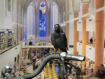 <i class='fa fa-user'></i> sieb |   Kauw  <i class='fa fa-eye'> 519</i>  <i class='fa fa-thumbs-up'> 32</i>   <i class='fa fa-comment-o'> 29</i>