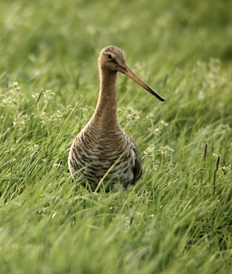 In deze polder onder Akkrum zijn er gelukkig nog elk jaar grutto's te zien.
Deze kon ik vanuit de auto goed fotograferen.