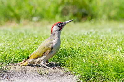 Ik ben lange tijd zelden in hutten geweest, maar deze week toevallig twee dagen achter elkaar (in twee verschillende hutten). Bij de hut in Doornspijk had ik (o.a.) het geluk een Groene Specht goed in beeld te krijgen. Hier een van de foto's die ik daarvan gemaakt heb. (Dit was net voordat hij pal voor onze neus een uitgebreid modderbad nam. Mogelijk volgt daarvan ook binnenkort nog een foto.)