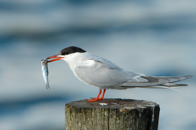 <i class='fa fa-user'></i> Willem Verhagen |   Visdief  <i class='fa fa-eye'> 194</i>  <i class='fa fa-thumbs-up'> 3</i>   <i class='fa fa-comment-o'> 5</i>
