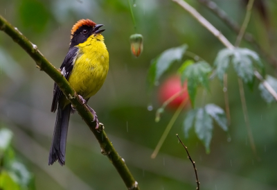 <i class='fa fa-user'></i> charlysax |   Geelborststruikgors  <i class='fa fa-eye'> 132</i>  <i class='fa fa-thumbs-up'> 8</i>   <i class='fa fa-comment-o'> 5</i>