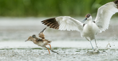 <i class='fa fa-user'></i> Conny Schotanus |   Tureluur  <i class='fa fa-eye'> 302</i>  <i class='fa fa-thumbs-up'> 14</i>   <i class='fa fa-comment-o'> 7</i>