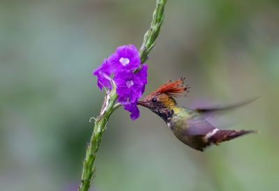 <i class='fa fa-user'></i> charlysax |   Vuurkuifkoketkolibrie  <i class='fa fa-eye'> 148</i>  <i class='fa fa-thumbs-up'> 9</i>   <i class='fa fa-comment-o'> 8</i>