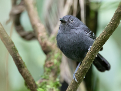 <i class='fa fa-user'></i> Paul van Giersbergen |   Tiranmiervogel  <i class='fa fa-eye'> 90</i>   <i class='fa fa-comment-o'> 0</i>