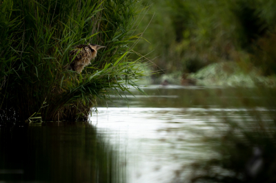 <i class='fa fa-user'></i> GeertN |   Roerdomp  <i class='fa fa-eye'> 334</i>  <i class='fa fa-thumbs-up'> 8</i>   <i class='fa fa-comment-o'> 8</i>