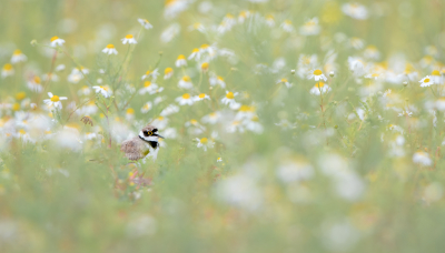 <i class='fa fa-user'></i> Hans Overduin |   Kleine Plevier  <i class='fa fa-eye'> 305</i>  <i class='fa fa-thumbs-up'> 28</i>   <i class='fa fa-comment-o'> 15</i>