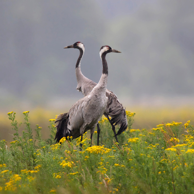 <i class='fa fa-user'></i> Peter Soer |   Kraanvogel  <i class='fa fa-eye'> 392</i>  <i class='fa fa-thumbs-up'> 26</i>   <i class='fa fa-comment-o'> 6</i>