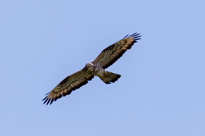 Tijdens mijn bezoek aan dit natuurgebied kwam ik deze jagende Wespendief tegen die al speurend naar prooi over kwam vliegen. De eerste keer dat ik deze vogel kon fotograferen.