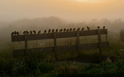 <i class='fa fa-user'></i> Ruud Scherpenisse |   Spreeuw  <i class='fa fa-eye'> 262</i>  <i class='fa fa-thumbs-up'> 10</i>   <i class='fa fa-comment-o'> 14</i>