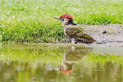 Nog een foto van de Groene Specht, die zich aan het einde van de middag een tijd lang onverwachts voor de hut ophield. Ditmaal tijdens zijn modderbad, in de modder die hij eerste zelf  gemaakt had, door gedurig met zijn snavel in het slik te 'hakken' en het vervolgens op te mengen met water. Minutenlang heeft hij, met zijn hele lijf, inclusief zijn kop, door de modder liggen woelen. Een prachtig gezicht, hoewel zijn uiterlijk er niet bepaald mooier van wordt.