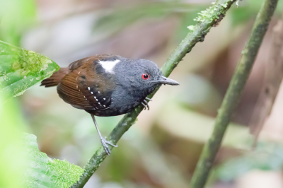 <i class='fa fa-user'></i> Paul van Giersbergen |   Grijskruinmiervogel  <i class='fa fa-eye'> 97</i>   <i class='fa fa-comment-o'> 1</i>