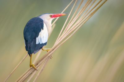 <i class='fa fa-user'></i> Hans Overduin |   Woudaap  <i class='fa fa-eye'> 632</i>  <i class='fa fa-thumbs-up'> 45</i>   <i class='fa fa-comment-o'> 24</i>