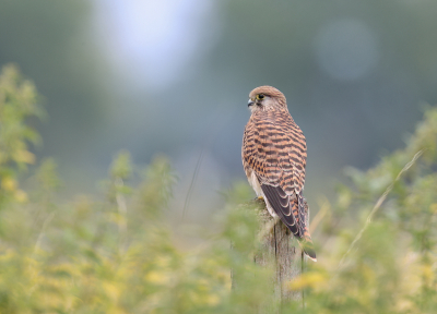 <i class='fa fa-user'></i> loek van de Leur |   Torenvalk  <i class='fa fa-eye'> 328</i>  <i class='fa fa-thumbs-up'> 8</i>   <i class='fa fa-comment-o'> 4</i>