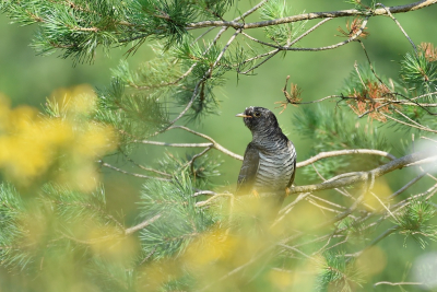 <i class='fa fa-user'></i> Ruud Scherpenisse |   Koekoek  <i class='fa fa-eye'> 299</i>  <i class='fa fa-thumbs-up'> 16</i>   <i class='fa fa-comment-o'> 6</i>