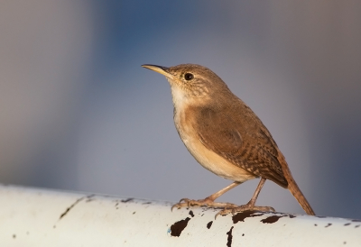 <i class='fa fa-user'></i> charlysax |   Huiswinterkoning  <i class='fa fa-eye'> 171</i>  <i class='fa fa-thumbs-up'> 6</i>   <i class='fa fa-comment-o'> 2</i>