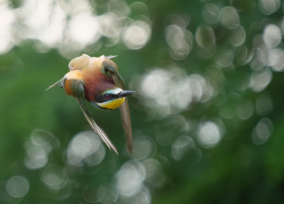 <i class='fa fa-user'></i> Jurgen Maassen |   Bijeneter  <i class='fa fa-eye'> 482</i>  <i class='fa fa-thumbs-up'> 26</i>   <i class='fa fa-comment-o'> 13</i>