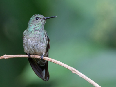 <i class='fa fa-user'></i> Paul van Giersbergen |   Schubborstkolibrie  <i class='fa fa-eye'> 111</i>  <i class='fa fa-thumbs-up'> 2</i>   <i class='fa fa-comment-o'> 2</i>