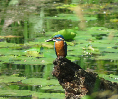 Mijn eerste gelukte foto van een IJsvogel! Kwam onverwacht aanvliegen bij de Slondeweg, Eldrik, Hoog-Keppel.