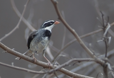 <i class='fa fa-user'></i> charlysax |   Gekraagde Boomgors  <i class='fa fa-eye'> 117</i>  <i class='fa fa-thumbs-up'> 4</i>   <i class='fa fa-comment-o'> 2</i>