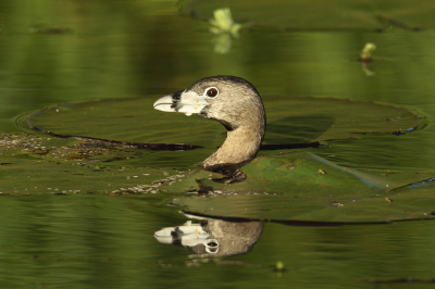 <i class='fa fa-user'></i> Martjan Lammertink |   Dikbekfuut  <i class='fa fa-eye'> 197</i>  <i class='fa fa-thumbs-up'> 8</i>   <i class='fa fa-comment-o'> 5</i>