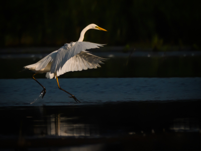 <i class='fa fa-user'></i> Vincent Vuik |   Grote Zilverreiger  <i class='fa fa-eye'> 237</i>  <i class='fa fa-thumbs-up'> 18</i>   <i class='fa fa-comment-o'> 11</i>