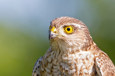 Close-up van de Sperwer die, helaas slechts korte tijd, voor de hut kwam kijken of er iets te halen viel.