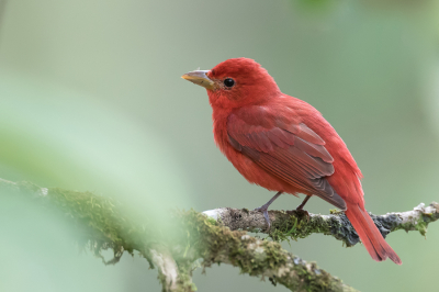 <i class='fa fa-user'></i> Paul van Giersbergen |   Zomertangare  <i class='fa fa-eye'> 141</i>  <i class='fa fa-thumbs-up'> 8</i>   <i class='fa fa-comment-o'> 1</i>