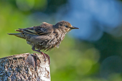 <i class='fa fa-user'></i> Erna Koelman |   Spreeuw  <i class='fa fa-eye'> 154</i>  <i class='fa fa-thumbs-up'> 6</i>   <i class='fa fa-comment-o'> 11</i>