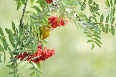 <i class='fa fa-user'></i> Ruud Scherpenisse |   Groenling  <i class='fa fa-eye'> 168</i>   <i class='fa fa-comment-o'> 1</i>