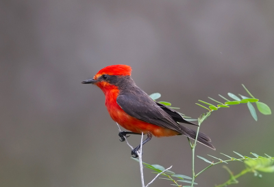 <i class='fa fa-user'></i> charlysax |   Rode Tiran  <i class='fa fa-eye'> 158</i>  <i class='fa fa-thumbs-up'> 11</i>   <i class='fa fa-comment-o'> 6</i>