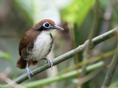 <i class='fa fa-user'></i> Paul van Giersbergen |   Tweekleurige Miervogel  <i class='fa fa-eye'> 120</i>   <i class='fa fa-comment-o'> 1</i>