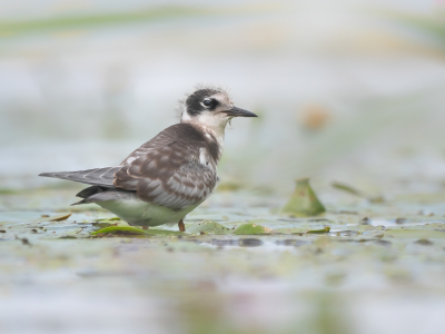 <i class='fa fa-user'></i> Vincent Vuik |   Zwarte Stern  <i class='fa fa-eye'> 279</i>  <i class='fa fa-thumbs-up'> 17</i>   <i class='fa fa-comment-o'> 13</i>