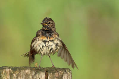 <i class='fa fa-user'></i> natuur(a)art |   Blauwborst  <i class='fa fa-eye'> 227</i>  <i class='fa fa-thumbs-up'> 3</i>   <i class='fa fa-comment-o'> 6</i>