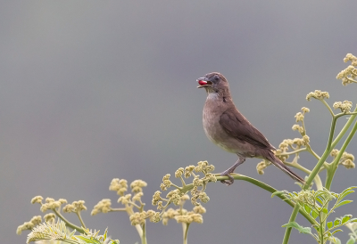 <i class='fa fa-user'></i> charlysax |   Zwartsnavellijster  <i class='fa fa-eye'> 177</i>  <i class='fa fa-thumbs-up'> 6</i>   <i class='fa fa-comment-o'> 5</i>