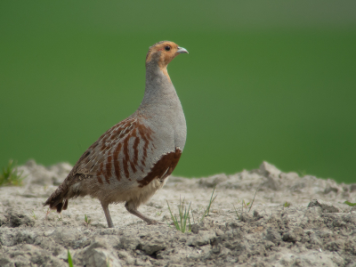 <i class='fa fa-user'></i> Marcel van der Tol |   Patrijs  <i class='fa fa-eye'> 337</i>  <i class='fa fa-thumbs-up'> 17</i>   <i class='fa fa-comment-o'> 11</i>