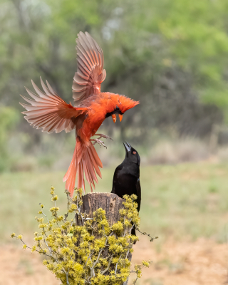 Mannelijke Northern Cardinal en een mannelijke gebronsde koevogel. Interactie-opnamen zijn altijd interessant. In je nieuwsgierig rende de Bronzed Cowbird de kardinaal weg.