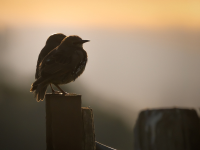 <i class='fa fa-user'></i> Vincent Vuik |   Spreeuw  <i class='fa fa-eye'> 145</i>  <i class='fa fa-thumbs-up'> 8</i>   <i class='fa fa-comment-o'> 11</i>