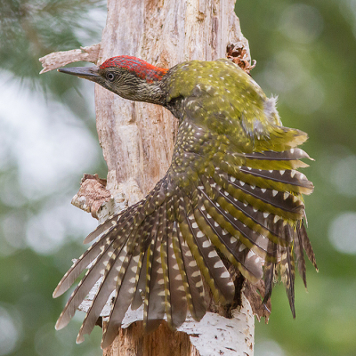 <i class='fa fa-user'></i> Tom |   Groene Specht  <i class='fa fa-eye'> 485</i>  <i class='fa fa-thumbs-up'> 24</i>   <i class='fa fa-comment-o'> 13</i>