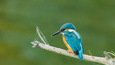 Na een lange tijd geen ijsvogel gezien te hebben kwam deze vlakbij de vogelhut zitten. Het blijft een fantastische vogel om te fotograferen.