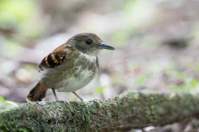 <i class='fa fa-user'></i> Paul van Giersbergen |   Vlekborstmiervogel  <i class='fa fa-eye'> 113</i>  <i class='fa fa-thumbs-up'> 2</i>   <i class='fa fa-comment-o'> 0</i>
