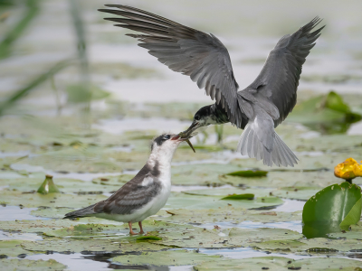 <i class='fa fa-user'></i> Vincent Vuik |   Zwarte Stern  <i class='fa fa-eye'> 434</i>  <i class='fa fa-thumbs-up'> 31</i>   <i class='fa fa-comment-o'> 21</i>