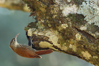 <i class='fa fa-user'></i> Martjan Lammertink |   Donkerkruinmuisspecht  <i class='fa fa-eye'> 178</i>  <i class='fa fa-thumbs-up'> 9</i>   <i class='fa fa-comment-o'> 4</i>