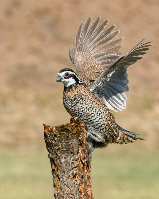This is a Male Northern Bobwhite Quail.  Quail are typically ground dwellers.  It was nice to get him off the ground with a good pose.