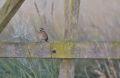 <i class='fa fa-user'></i> Ruud Scherpenisse |   Rietgors  <i class='fa fa-eye'> 228</i>  <i class='fa fa-thumbs-up'> 13</i>   <i class='fa fa-comment-o'> 10</i>