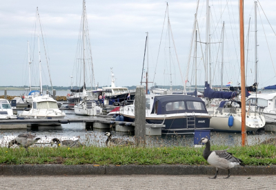 <i class='fa fa-user'></i> ko katsman |   Brandgans  <i class='fa fa-eye'> 219</i>   <i class='fa fa-comment-o'> 3</i>