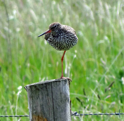 Tusssen Arnhem en Nijmegen is een prachtig natuurpark aan het ontstaan. Park Lingezegen. Een gebied met veel (laag) water, riet, weiland met in het algemeen lage begroeiing. Een ideale plek voor vogels, zoals deze tureluur.