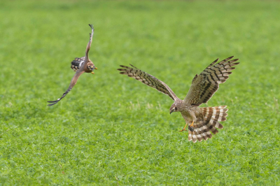 <i class='fa fa-user'></i> LubbertBoersma |   Grauwe Kiekendief  <i class='fa fa-eye'> 320</i>   <i class='fa fa-comment-o'> 3</i>